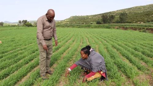 Picaflor wheat is one of high-yielding and disease-resistant wheat varieties widely used by the farmers in her project area. 